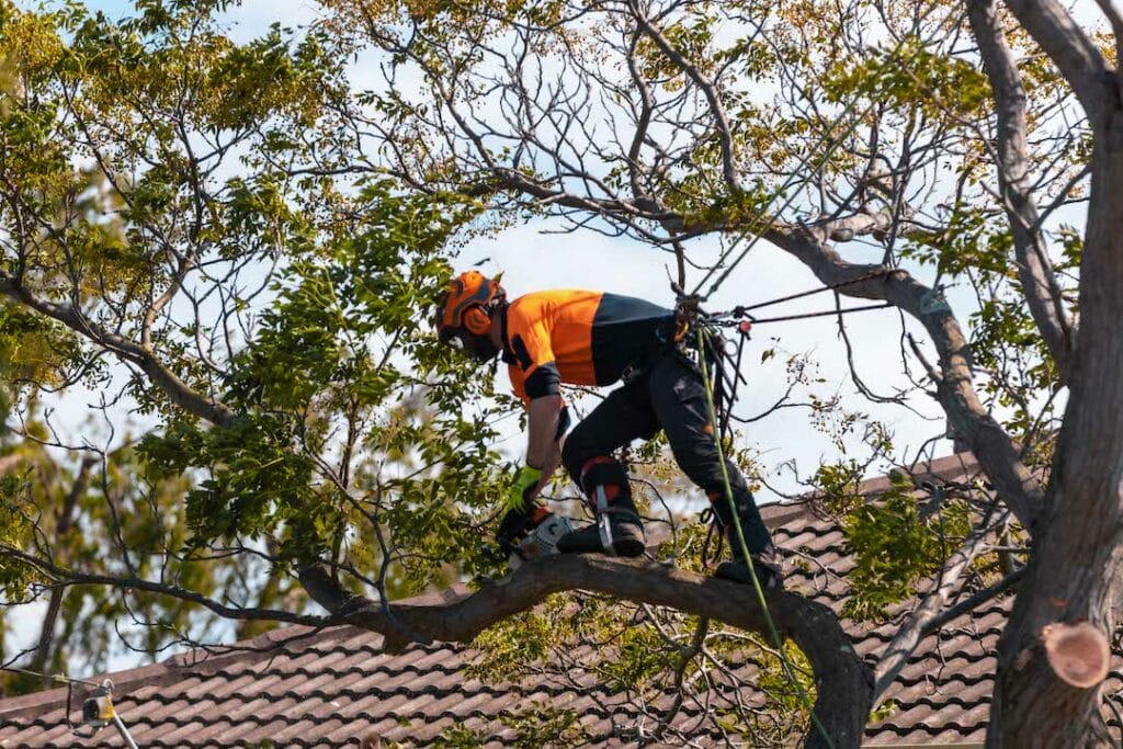 Land clearing project