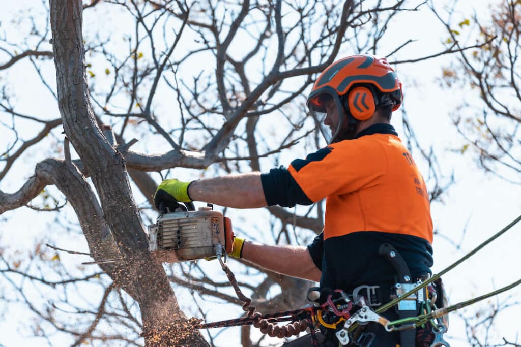 Limited access tree removal