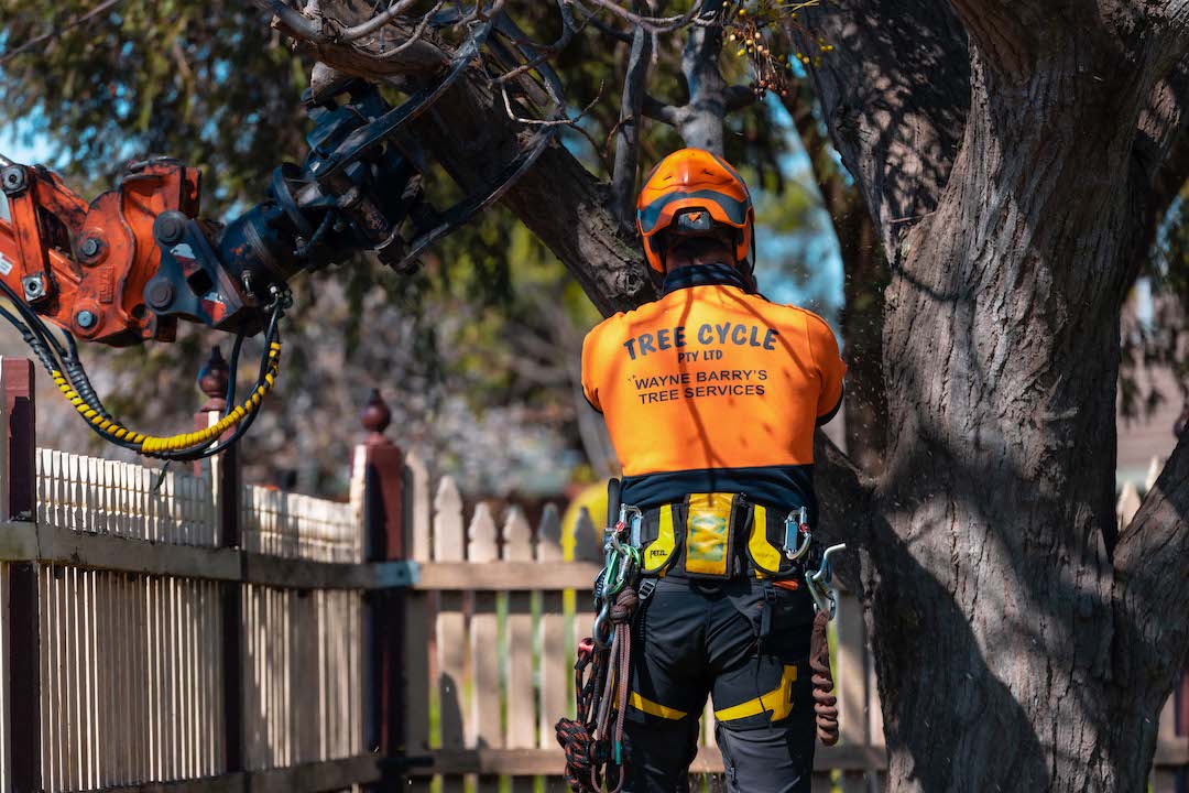 Tree maintenance