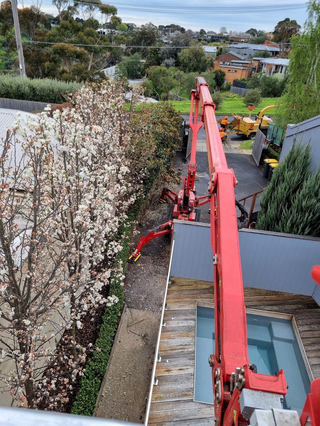 Tree services Geelong