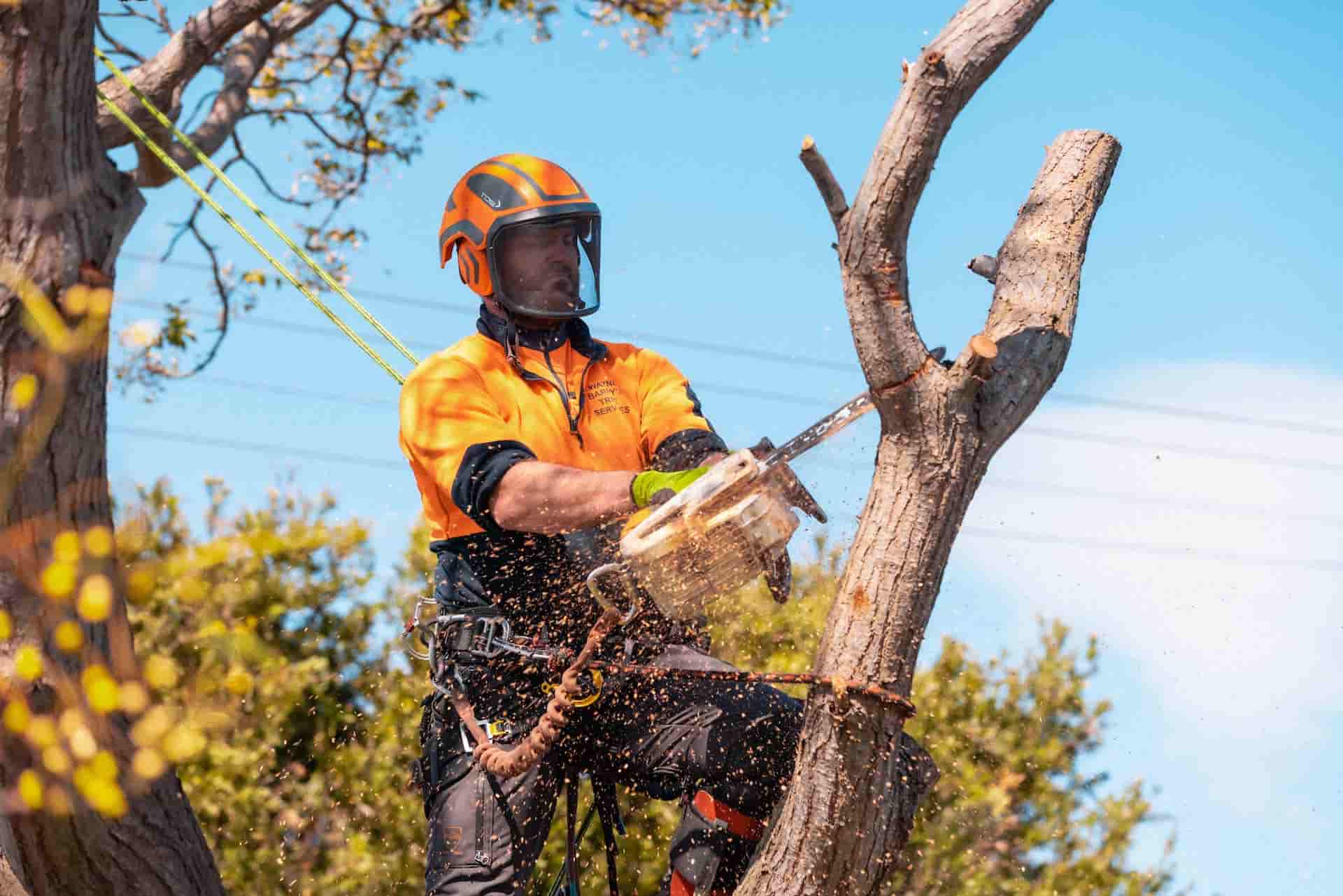 Stump Removal & Grinding